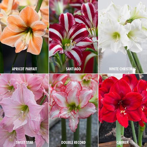 Van Zyverden Exotic Amaryllis For Collectors Set of 6 Bulbs Assorted Colors Part Sun