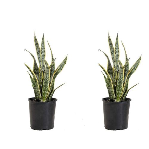 United Nursery Live Sanseveria Laurentii Plant 2-Pack 24-34 Inches Tall in 10 Inch Grower Pot