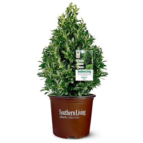 Southern Living Oakland Holly Live Shrub (3 Gallon)